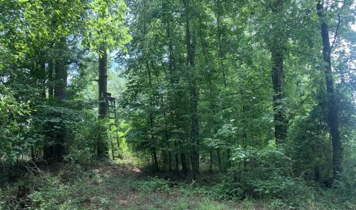 Photo #51 of SOLD property in 30503 Camp Parkway, Courtland, VA 77.2 acres