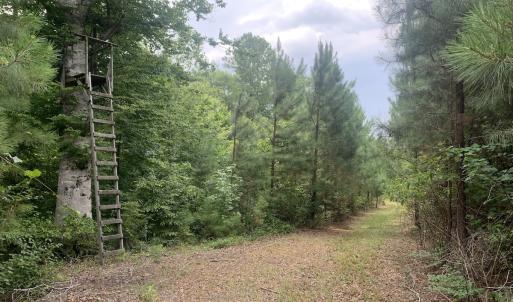 Photo #52 of SOLD property in 30503 Camp Parkway, Courtland, VA 77.2 acres