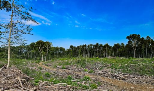 Photo #8 of SOLD property in Off Salem Church Road, King George, VA 87.0 acres
