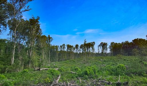 Photo #12 of SOLD property in Off Salem Church Road, King George, VA 87.0 acres