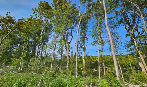 Photo #17 of SOLD property in Off Salem Church Road, King George, VA 87.0 acres