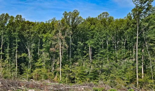 Photo #33 of SOLD property in Off Salem Church Road, King George, VA 87.0 acres