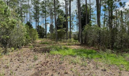 Photo #10 of SOLD property in 713 Sawyer Rd,  Scranton , NC 10.4 acres