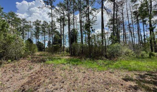 Photo #16 of SOLD property in 713 Sawyer Rd,  Scranton , NC 10.4 acres