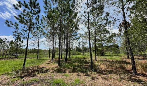 Photo #18 of SOLD property in 713 Sawyer Rd,  Scranton , NC 10.4 acres