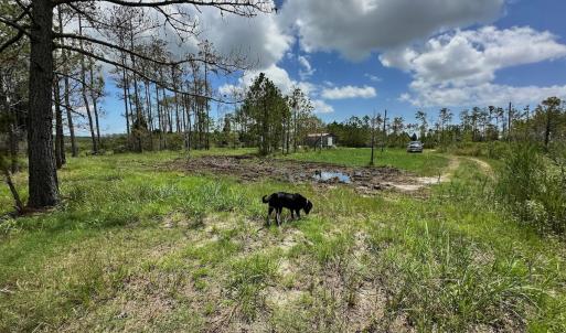 Photo #36 of SOLD property in 713 Sawyer Rd,  Scranton , NC 10.4 acres
