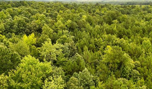 Photo #12 of SOLD property in Off Pairs Drive, Lawrenceville, VA 9.1 acres