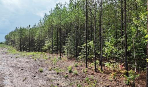 Photo #7 of SOLD property in Off Pairs Drive, Lawrenceville, VA 9.1 acres