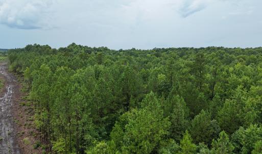 Photo #8 of SOLD property in Off Pairs Drive, Lawrenceville, VA 9.1 acres