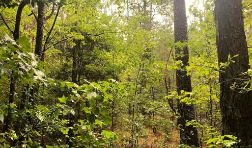 Photo #13 of SOLD property in Off Pairs Drive, Lawrenceville, VA 9.1 acres