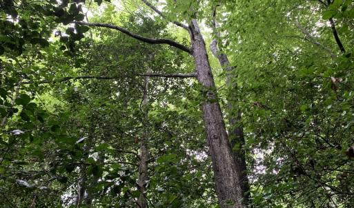 Photo #14 of SOLD property in Off Pairs Drive, Lawrenceville, VA 9.1 acres