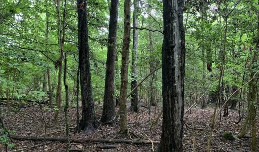 Photo #15 of SOLD property in Off Pairs Drive, Lawrenceville, VA 9.1 acres
