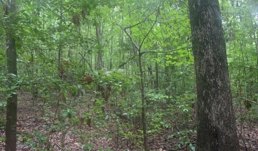 Photo #16 of SOLD property in Off Pairs Drive, Lawrenceville, VA 9.1 acres
