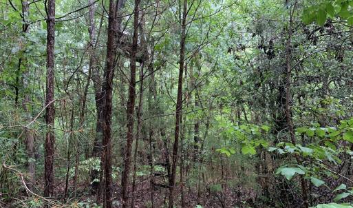 Photo #17 of SOLD property in Off Pairs Drive, Lawrenceville, VA 9.1 acres