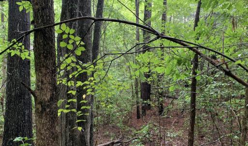 Photo #19 of SOLD property in Off Pairs Drive, Lawrenceville, VA 9.1 acres