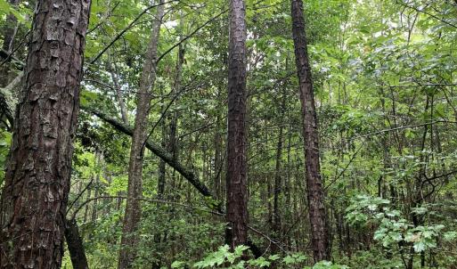 Photo #21 of SOLD property in Off Pairs Drive, Lawrenceville, VA 9.1 acres