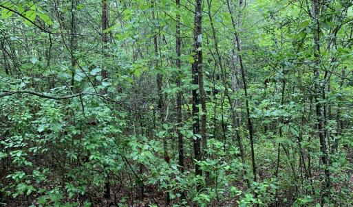 Photo #22 of SOLD property in Off Pairs Drive, Lawrenceville, VA 9.1 acres