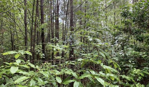 Photo #23 of SOLD property in Off Pairs Drive, Lawrenceville, VA 9.1 acres