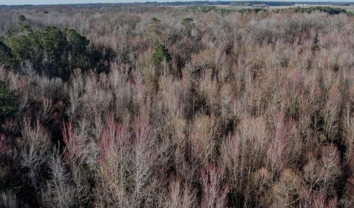 Photo #11 of 4068 Midway Road, Maxton, NC 115.3 acres