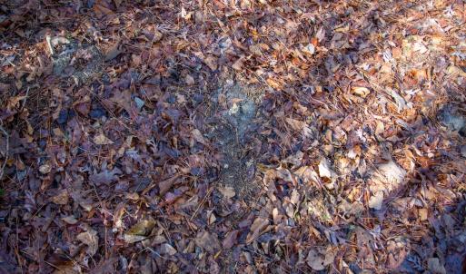 Photo #54 of 4068 Midway Road, Maxton, NC 115.3 acres