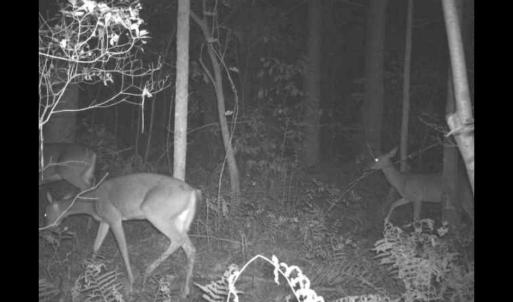 Photo #64 of 4068 Midway Road, Maxton, NC 115.3 acres