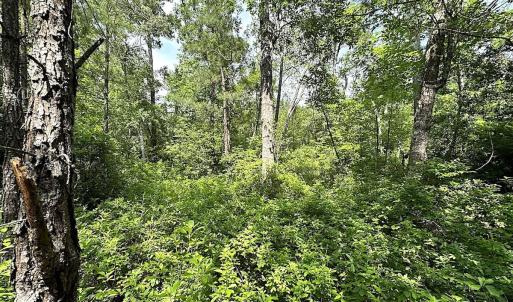 Photo #10 of SOLD property in Blue Star Highway, Jarratt, VA 28.0 acres