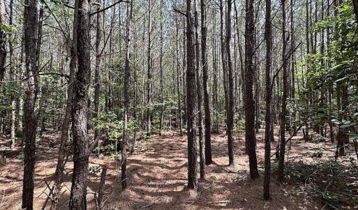 Photo #11 of SOLD property in Blue Star Highway, Jarratt, VA 28.0 acres