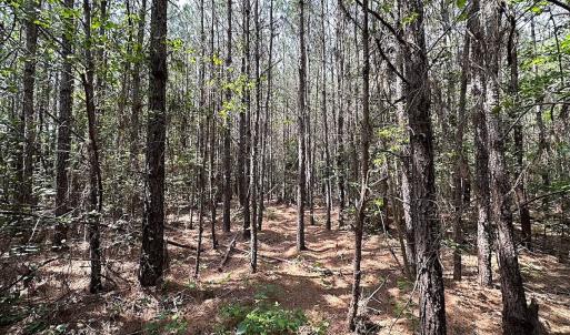 Photo #12 of SOLD property in Blue Star Highway, Jarratt, VA 28.0 acres