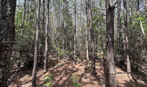 Photo #13 of SOLD property in Blue Star Highway, Jarratt, VA 28.0 acres