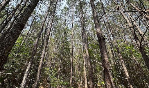 Photo #14 of SOLD property in Blue Star Highway, Jarratt, VA 28.0 acres