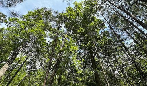 Photo #15 of SOLD property in Blue Star Highway, Jarratt, VA 28.0 acres