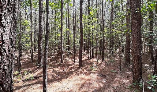 Photo #16 of SOLD property in Blue Star Highway, Jarratt, VA 28.0 acres