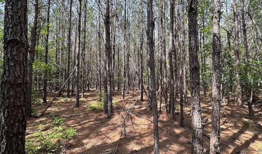 Photo #18 of SOLD property in Blue Star Highway, Jarratt, VA 28.0 acres