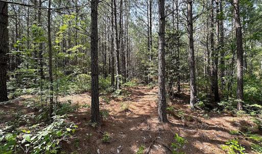 Photo #19 of SOLD property in Blue Star Highway, Jarratt, VA 28.0 acres