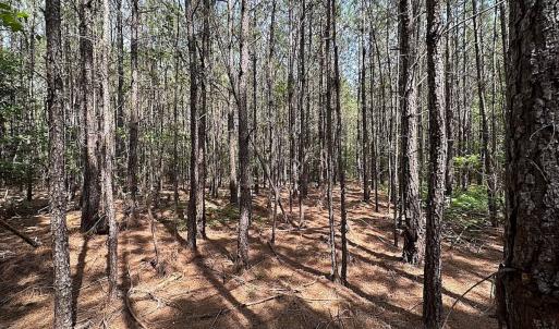 Photo #5 of SOLD property in Blue Star Highway, Jarratt, VA 28.0 acres
