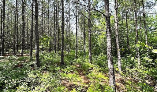 Photo #8 of SOLD property in Blue Star Highway, Jarratt, VA 28.0 acres