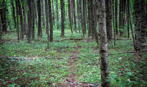 Photo #10 of SOLD property in Off Squirrel Spur Rd, Meadows of Dan, VA 20.0 acres