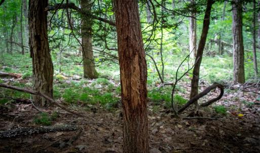 Photo #11 of SOLD property in Off Squirrel Spur Rd, Meadows of Dan, VA 20.0 acres