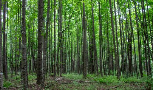 Photo #16 of SOLD property in Off Squirrel Spur Rd, Meadows of Dan, VA 20.0 acres