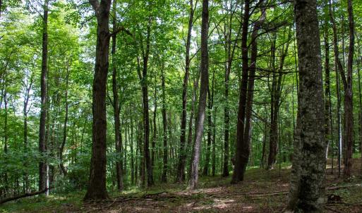 Photo #19 of SOLD property in Off Squirrel Spur Rd, Meadows of Dan, VA 20.0 acres