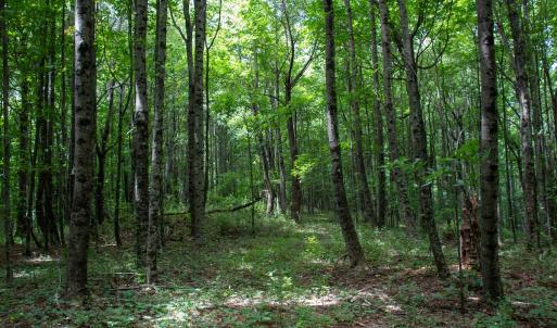 Photo #20 of SOLD property in Off Squirrel Spur Rd, Meadows of Dan, VA 20.0 acres