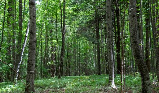 Photo #21 of SOLD property in Off Squirrel Spur Rd, Meadows of Dan, VA 20.0 acres