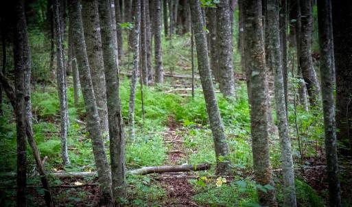 Photo #22 of SOLD property in Off Squirrel Spur Rd, Meadows of Dan, VA 20.0 acres