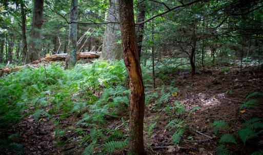 Photo #23 of SOLD property in Off Squirrel Spur Rd, Meadows of Dan, VA 20.0 acres