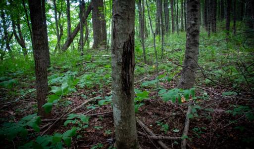 Photo #25 of SOLD property in Off Squirrel Spur Rd, Meadows of Dan, VA 20.0 acres
