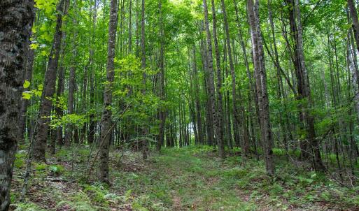 Photo #5 of SOLD property in Off Squirrel Spur Rd, Meadows of Dan, VA 20.0 acres