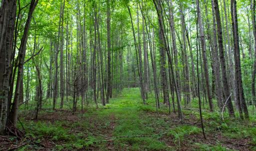 Photo #6 of SOLD property in Off Squirrel Spur Rd, Meadows of Dan, VA 20.0 acres