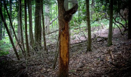 Photo #9 of SOLD property in Off Squirrel Spur Rd, Meadows of Dan, VA 20.0 acres