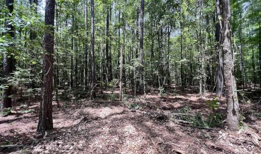 Photo #29 of 337 PAMLICO BEACH RD, Belhaven, NC 1.9 acres