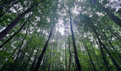Photo #13 of SOLD property in Off 1607 SR, Warrenton, NC 5.0 acres
